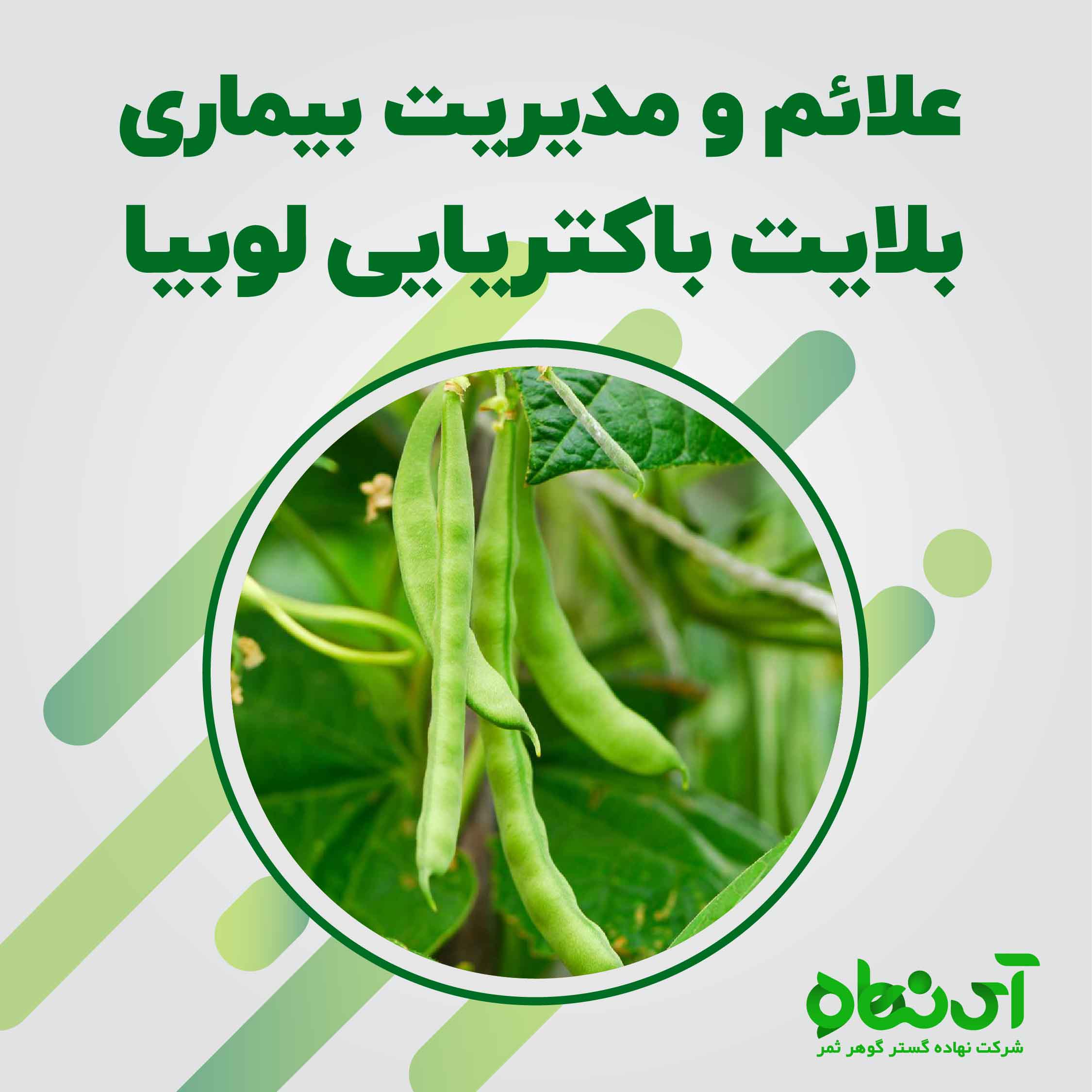 علائم و مدیریت بیماری بلایت باکتریایی لوبیا - آی نهاده